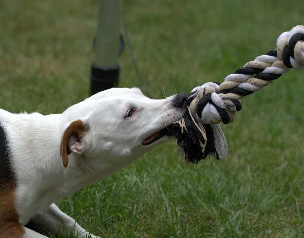 Dog Bite Attorney Deerfield Beach, FL | Dog Bite Attorney Dog Bite Attorney Deerfield Beach, FL | Dog Bite Attorney